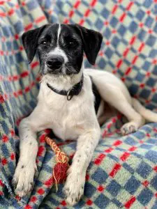 rescue puupy needing a home