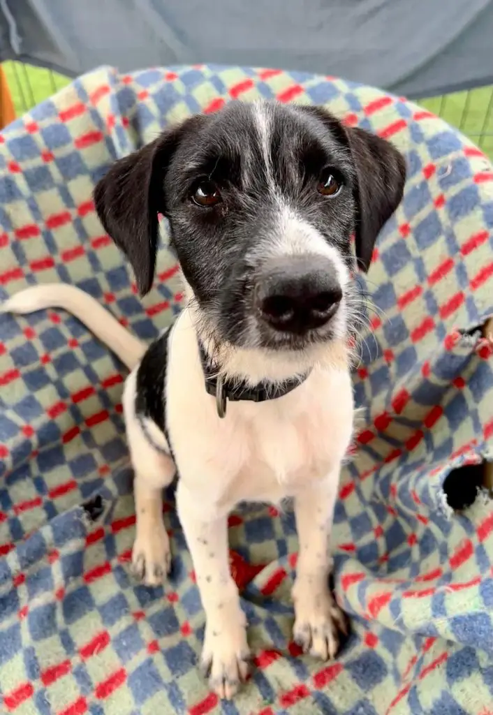 Hayden is a black and white puppy seen here sitting on a multi-coloured blanket