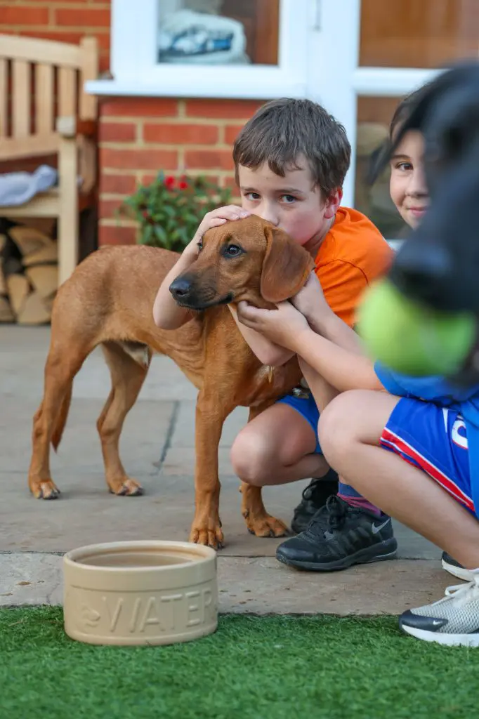 Red rescue puppy standing next to a young boy and girl, and being given affection by them