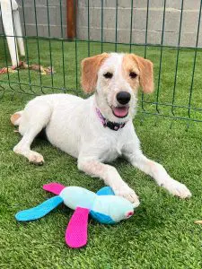 Holly, a white and tan rescue puppy with floppy ears, lying on artificial grass beside a colourful soft toy.