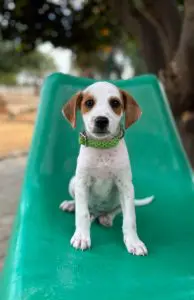 Leo, a white rescue puppy with tan ears and eye patches, wearing a green collar and sitting on a green chair.