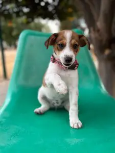 Lexi, a brown and white rescue puppy with floppy ears and a pink collar, standing on a green chair.