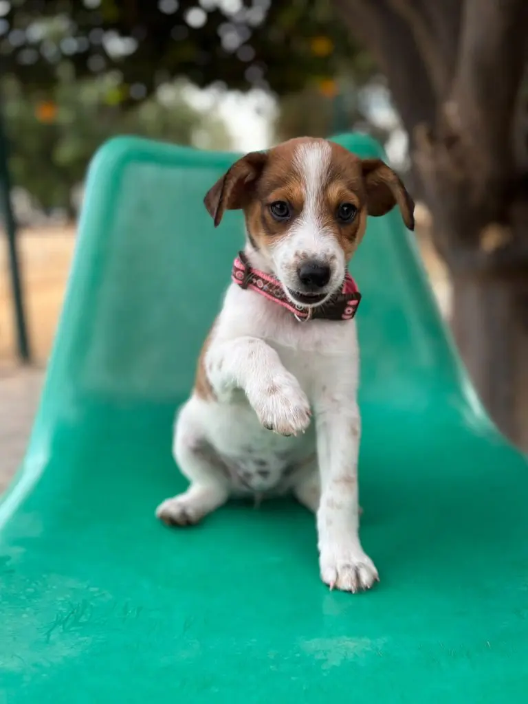 Lexi, a brown and white rescue puppy with floppy ears and a pink collar, standing on a green chair.