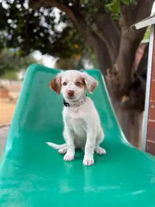 Meet Lola, a white and tan rescue puppy with floppy ears and a freckled nose. Adopt through DogsnHomes Rescue in Fleet, Hampshire.