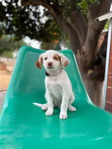Meet Lola, a white and tan rescue puppy with floppy ears and a freckled nose. Adopt through DogsnHomes Rescue in Fleet, Hampshire.