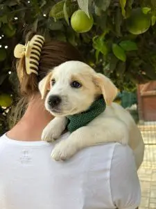 Lucas, a cream and white rescue puppy with pale golden ears, wearing a green bandana and being held over a person’s shoulder.