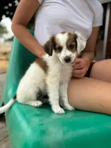 Lara, a fluffy white and brown rescue puppy with floppy ears, sitting beside a volunteer on a green chair.