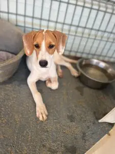 Hector a rescue puppy laying down in his enclosuer with a water bowl alongside him