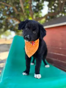 Tilly, a fluffy black rescue puppy with white toes, wearing an orange bandana and standing on a green chair.