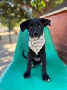 Black recue puppy with a fine white stripe on his nose and forehead wearing a stripped bandana