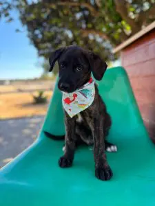 Dark brindle rescue puppy with a light blue bandana