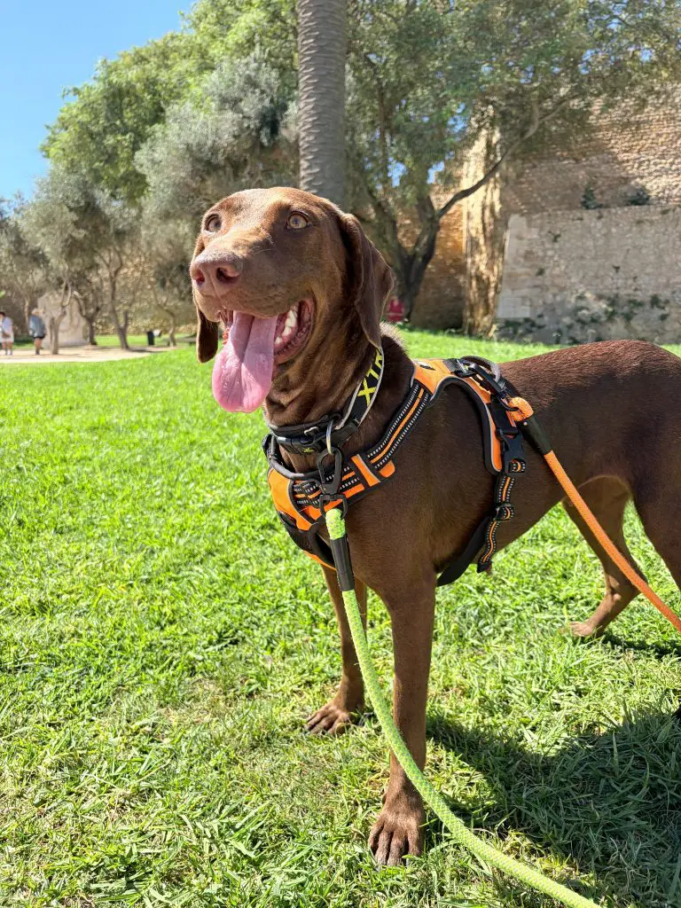 Brown Pointer looking rescue dog standing on grass