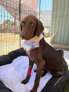 Rescue dog with bandage on her neck