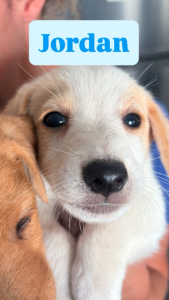 Jordan, a fluffy cream-and-white rescue puppy looking for a home