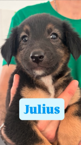 Fluffy tri coloured puppy being held to face the camera