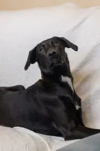 BLilly, a young mixed-breed rescue puppy looking for a home