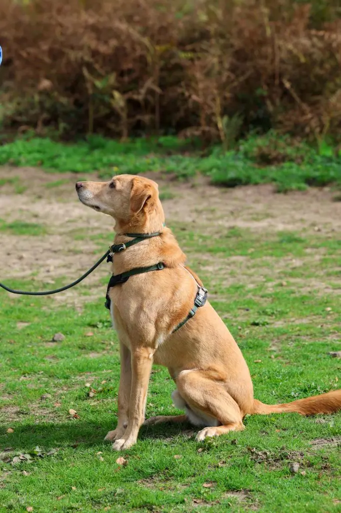 Red labrador looking rescue dog sitting in a clearing looking alert