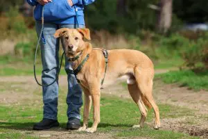 Red labrador looking rescue dog standing in a clearing looking alert