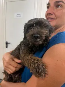 scruffy rescue dog for adoption being held in a womans arms