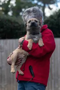 Border Terrier rescue puppy looking for a home