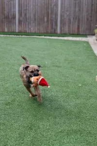 Border Terrier rescue puppy running with a toy
