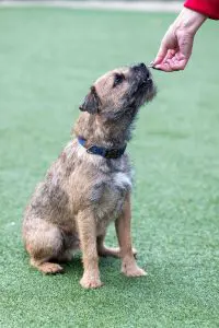 Border Terrier rescue puppy