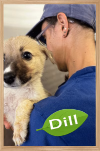 Dill
