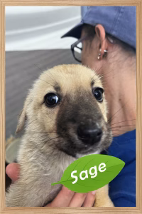 Sage