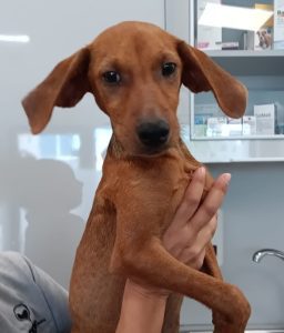 Scout edit