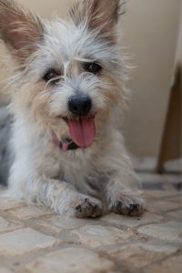 Millie 1