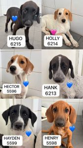 H Litter