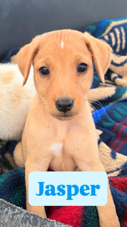 Jasper, a small rescue puppy looking for a loving home