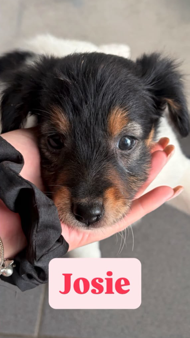 Jose, a fluffy black-and-tan female rescue puppy looking for a home